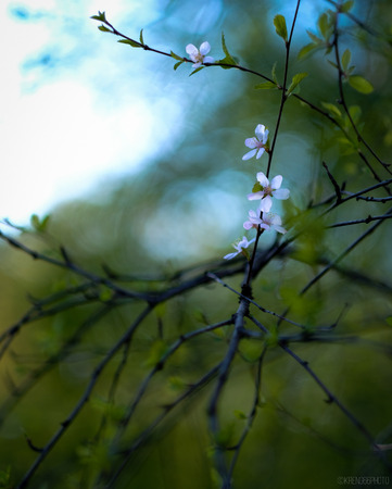 The cherry blossomsの写真素材
