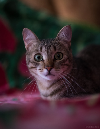 the surprised catの写真素材