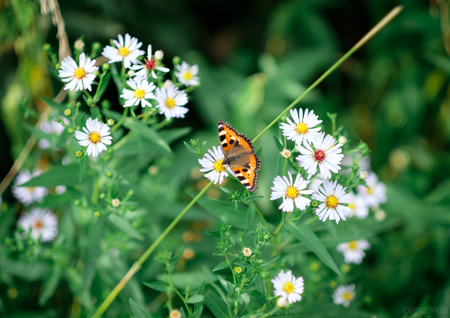 butterfly on flowerの写真素材