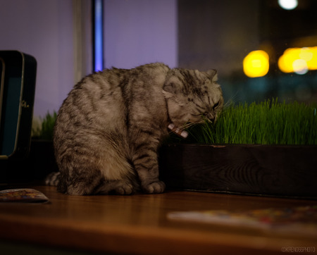 cat eats grassの写真素材