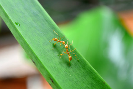 Ant Comunicationの写真素材