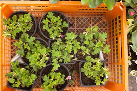 geranium flower seedlings in cups with nutritious soil for subsequent planting in the ground in an orange containerの写真素材