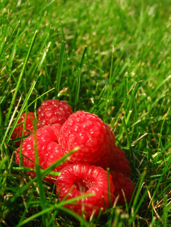 Freshly picked raspberries