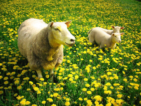 Mother and lambsの写真素材