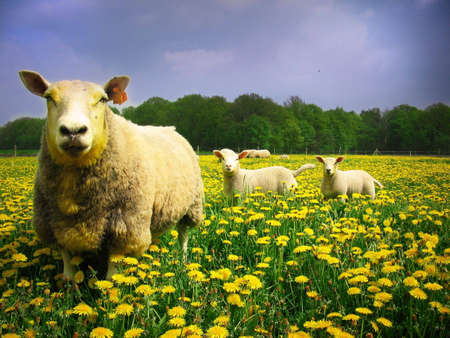 Mother and lambsの写真素材
