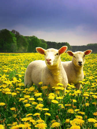 Lambs proudly posingの写真素材