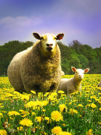 Mother and lambの写真素材
