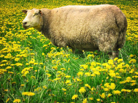 Sheepの写真素材