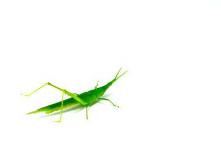 Green grasshopper isolate on white background