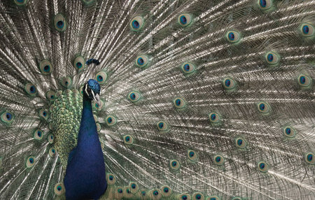 Peacock staning in the park
