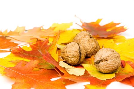 Autumn leafs with nuts isolatedの写真素材