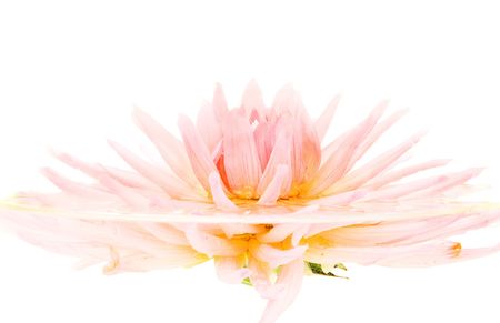 Pink dahlia in water isolated in close-upの写真素材