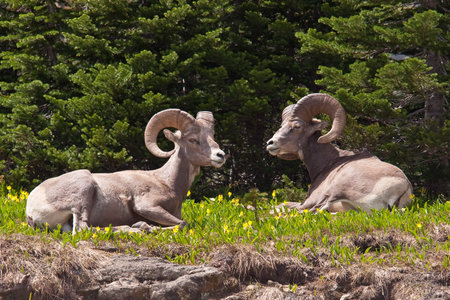 Two bighorn sheep rams are bedded down amongst the glacier lillies in Logan Pass, Glacier National Park, Montana.の写真素材