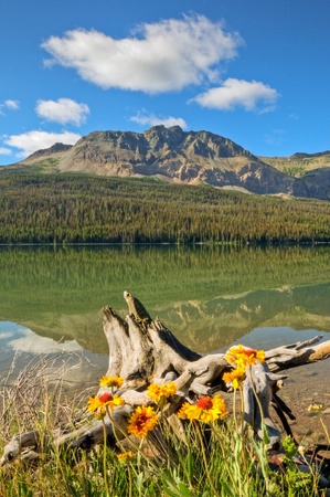 A reflection on Lower Two Medicine Lake with wildflowers in the foreground in Glacier National Park, Montana.の写真素材