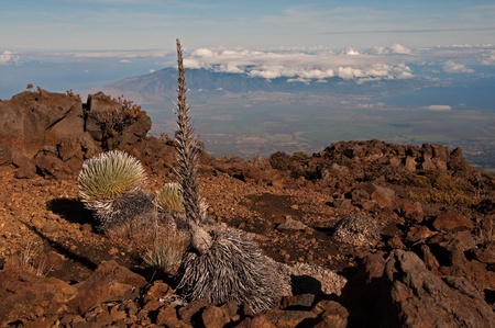 The endangered Silversword high on Haleakala overlooking the central valley and West Maui mountains, Hawaii.の写真素材