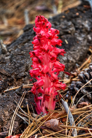 A snow flower sprouts from the forest floor of Logan Shoals in Lake Tahoe, Nevada の写真素材