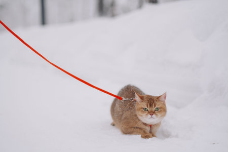 cat walks in winter on the streetの写真素材