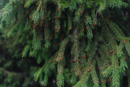 Green branches of a coniferous tree close-up, natural background