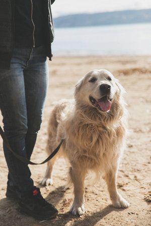 golden retrieverの写真素材