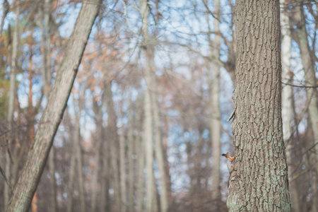 The squirrel sticks its head out of a hole in tree. A cute red squirrel in forest sticks its head...