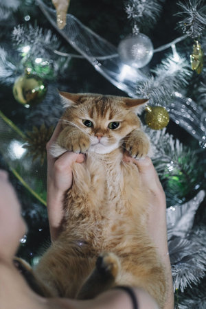 A golden British catの写真素材