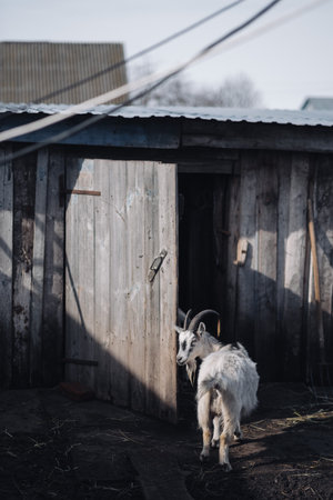 Black and white goat in barn. Domestic dwarf goat in the farm. Little goat standing in wooden shelter. Curious Little goat standing in wooden shelter. Little goats having fun inside a barn.の写真素材