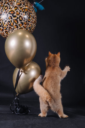 a golden-colored British breed cat on a black background with ballsの写真素材