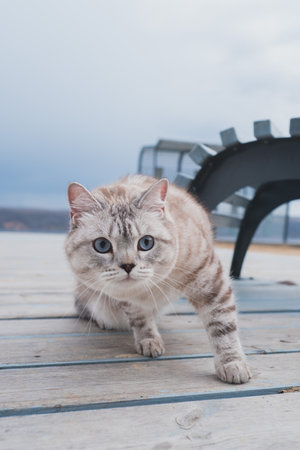 Cats bask in the tranquil ambiance of the dock, enjoying the scenic waterfront vistas.の写真素材