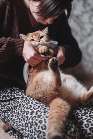 a golden colored kitten of the British breed in Dressed as Santa Clausの写真素材