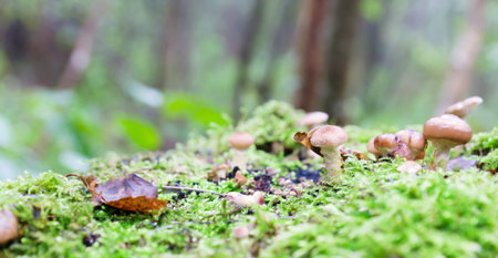 mushrooms grow in dark on stubs and a moss honey agaricsの写真素材
