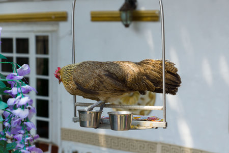 the rooster costs on a suspended podium and drinks from cups with water