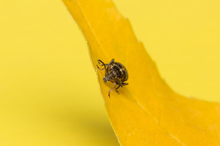the moustached black bug sits on a yellow leafの写真素材