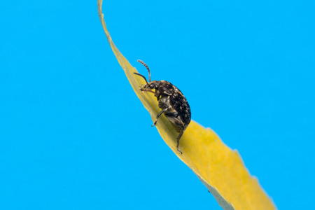 the moustached black bug sits on a yellow leafの写真素材