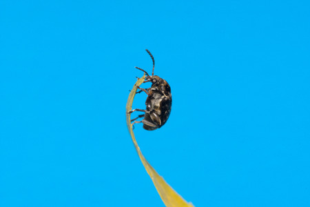 the moustached black bug sits on a yellow leafの写真素材