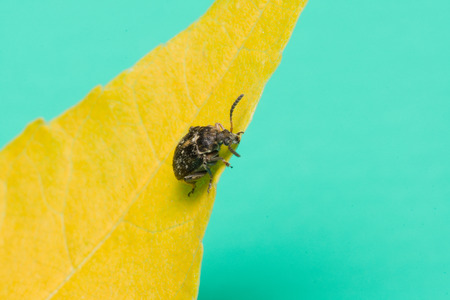 the moustached black bug sits on a yellow leafの写真素材