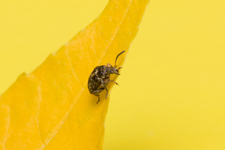the moustached black bug sits on a yellow leafの写真素材