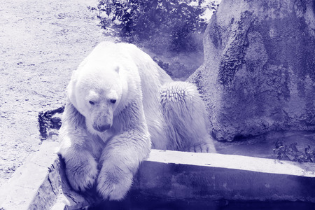 the polar bear well ate and now has a rest near the poolの写真素材