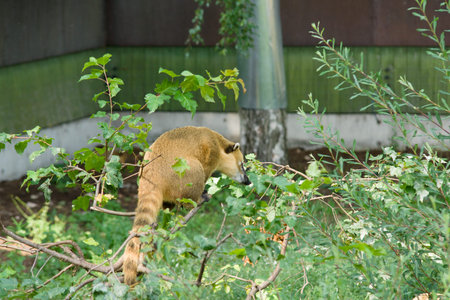 the big-nosed raccoon after meal very cheerfully spends timeの写真素材