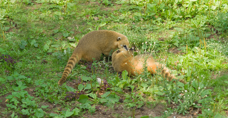the big-nosed raccoon after meal very cheerfully spends timeの写真素材