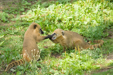 the big-nosed raccoon after meal very cheerfully spends timeの写真素材