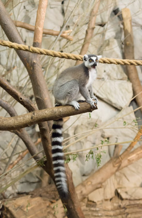 the lonely lemur with a long striped tail sits on a branch