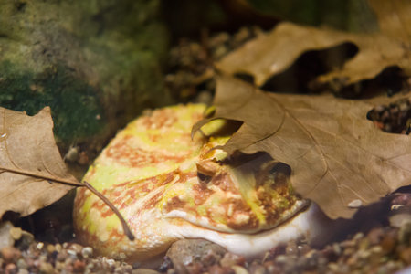 the lonely beautiful frog sits among branches and leaves