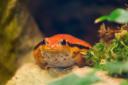 the lonely beautiful frog sits among branches and leavesの写真素材