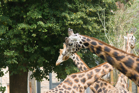 the family of giraffes walks on a lawn and eats leaves from treesの写真素材