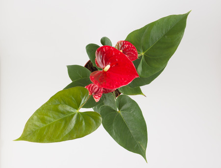 Anthurium a flowering plant with beautiful flowers on a white backgroundの写真素材