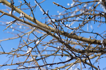 sprinkled with snow interweaving tree branches against the skyの写真素材