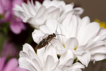 beautiful spring flower with the creeping winged insects