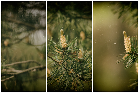 fir cones hanging on a green tree branch with needlesの写真素材