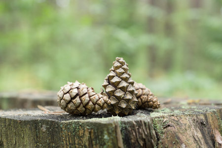 old fir cones scattered in the woodsの写真素材