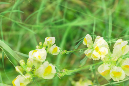 cute little flowers bloom in dense forestの写真素材